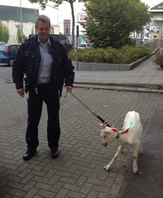 Die ausgesetzte Ziege aus Kalk.<br />    <button type=