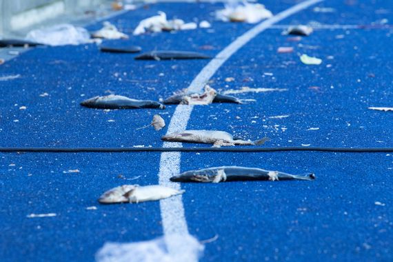 Die von Hansa-Fans geworfenen Fische vor der Südkurve. Bild: Horda-Azzuro.de