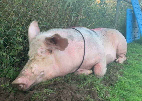Dem ausgesetzten Schwein soll es mittlerweile wieder besser gehen.<br />Bild: Berufstierrettung Rhein Neckar”><figcaption>Dem ausgesetzten Schwein soll es mittlerweile wieder besser gehen.<br />Bild: Berufstierrettung Rhein Neckar</figcaption></figure>
                </div>
                
                <!-- YouTube (Meta-Feld) -->
                
            </div>
        </article>

                <script>
        (function() {
            var root = document.querySelector('.ff-single-news-gallery');
            if (!root) return;
            var slides = root.querySelectorAll('.ff-single-news-gallery-slide');
            var dots = root.querySelectorAll('.ff-single-news-gallery-dot');
            var prev = root.querySelector('.ff-single-news-gallery-prev');
            var next = root.querySelector('.ff-single-news-gallery-next');
            var n = slides.length;
            if (n < 2) return;
            var i = 0;
            function closeAllImgInfo() {
                root.querySelectorAll('.ff-fv-img-info-host.is-info-open').forEach(function(host) {
                    host.classList.remove('is-info-open');
                    var b = host.querySelector('.ff-fv-img-info-btn');
                    var p = host.querySelector('.ff-fv-img-info-panel');
                    if (b) b.setAttribute('aria-expanded', 'false');
                    if (p) p.setAttribute('aria-hidden', 'true');
                });
            }
            function show(idx) {
                closeAllImgInfo();
                i = ((idx % n) + n) % n;
                for (var s = 0; s < n; s++) {
                    if (s === i) slides[s].removeAttribute('hidden'); else slides[s].setAttribute('hidden', '');
                }
                for (var s = 0; s < dots.length; s++) {
                    dots[s].classList.toggle('is-active', s === i);
                    dots[s].setAttribute('aria-selected', s === i ? 'true' : 'false');
                }
            }
            if (prev) prev.addEventListener('click', function() { show(i - 1); });
            if (next) next.addEventListener('click', function() { show(i + 1); });
            for (var d = 0; d < dots.length; d++) {
                (function(di) { dots[di].addEventListener('click', function() { show(di); }); })(d);
            }
        })();
        </script>
        
        <!-- Kommentare -->
                <section class=