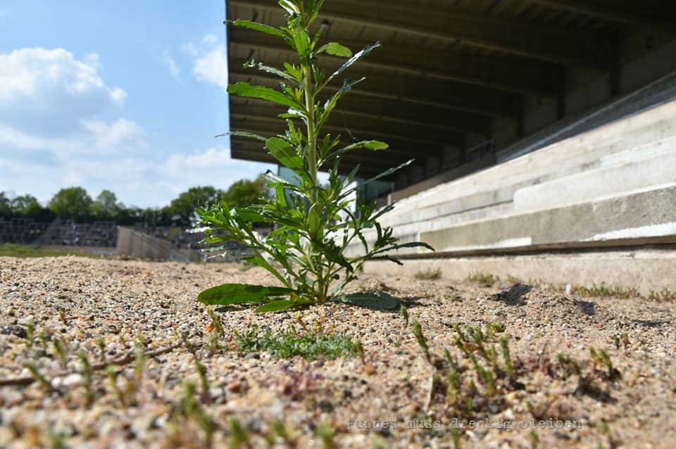 KFC Uerdingen – VfB Homberg 0-4 (5)